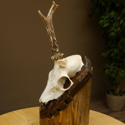 Rehgeweih abnormer Rehbock Rosenstockbruch Reh Geweih Bock Gehörn Trophäenschild 607.150