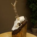 Rehgeweih abnormer Rehbock Rosenstockbruch Reh Geweih...