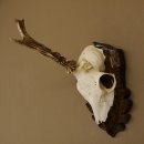 Rehgeweih abnormer Rehbock Rosenstockbruch Reh Geweih...