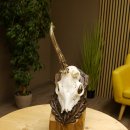 Rehgeweih abnormer Rehbock Rosenstockbruch Reh Geweih Bock Gehörn Trophäenschild 607.150