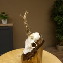 Rehgeweih abnormer Rehbock Rosenstockbruch Reh Geweih Bock Gehörn Trophäenschild 607.150