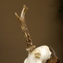 Rehgeweih abnormer Rehbock Rosenstockbruch Reh Geweih Bock Gehörn Trophäenschild 607.150