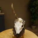 Rehgeweih abnormer Rehbock Rosenstockbruch Reh Geweih Bock Gehörn Trophäenschild 607.150