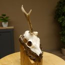 Rehgeweih abnormer Rehbock Rosenstockbruch Reh Geweih Bock Gehörn Trophäenschild 607.150