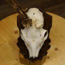 Rehgeweih abnormer Rehbock Rosenstockbruch Reh Geweih Bock Gehörn Trophäenschild 607.150