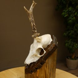 Rehgeweih abnormer Rehbock Rosenstockbruch Reh Geweih Bock Gehörn Trophäenschild 607.150