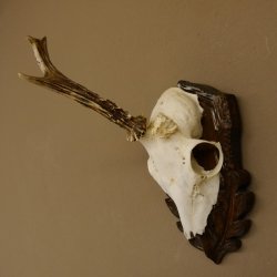Rehgeweih abnormer Rehbock Rosenstockbruch Reh Geweih Bock Gehörn Trophäenschild 607.150