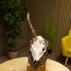 Rehgeweih abnormer Rehbock Rosenstockbruch Reh Geweih Bock Gehörn Trophäenschild 607.150