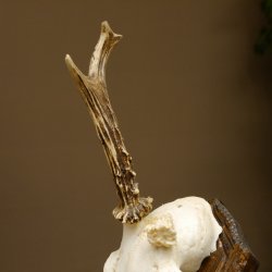 Rehgeweih abnormer Rehbock Rosenstockbruch Reh Geweih Bock Gehörn Trophäenschild 607.150