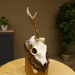 Rehgeweih abnormer Rehbock Rosenstockbruch Reh Geweih Bock Gehörn Trophäenschild 607.150