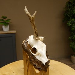 Rehgeweih abnormer Rehbock Rosenstockbruch Reh Geweih Bock Gehörn Trophäenschild 607.150