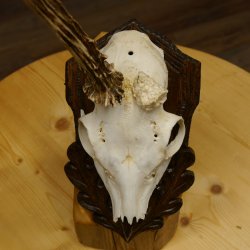 Rehgeweih abnormer Rehbock Rosenstockbruch Reh Geweih Bock Gehörn Trophäenschild 607.150