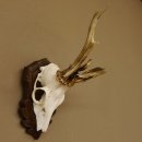 Rehgeweih abnormes Reh Gehörn Bock Rehgehörn...