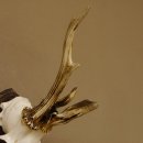 Rehgeweih abnormes Reh Gehörn Bock Rehgehörn...