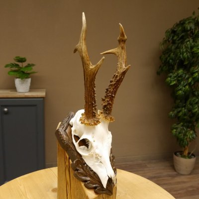 Rehgeweih abnormes Reh Blasenbock 330 g Gehörn Bock Rehgehörn Geweih Schild 609.82