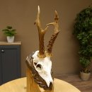 Rehgeweih abnormes Reh Blasenbock 330 g Gehörn Bock...