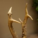 Rehgeweih abnormes Reh Blasenbock 330 g Gehörn Bock Rehgehörn Geweih Schild 609.82