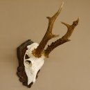 Rehgeweih abnormes Reh Blasenbock 330 g Gehörn Bock...