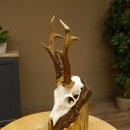 Rehgeweih abnormes Reh Blasenbock 330 g Gehörn Bock Rehgehörn Geweih Schild 609.82