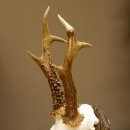 Rehgeweih abnormes Reh Blasenbock 330 g Gehörn Bock Rehgehörn Geweih Schild 609.82