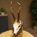 Rehgeweih abnormes Reh Blasenbock 330 g Gehörn Bock Rehgehörn Geweih Schild 609.82