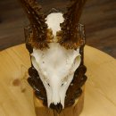 Rehgeweih abnormes Reh Blasenbock 330 g Gehörn Bock Rehgehörn Geweih Schild 609.82