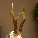 Rehgeweih abnormes Reh Blasenbock 330 g Gehörn Bock Rehgehörn Geweih Schild 609.82