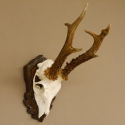 Rehgeweih abnormes Reh Blasenbock 330 g Gehörn Bock Rehgehörn Geweih Schild 609.82