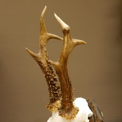 Rehgeweih abnormes Reh Blasenbock 330 g Gehörn Bock Rehgehörn Geweih Schild 609.82