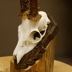 Rehgeweih abnormes Reh Blasenbock 330 g Gehörn Bock Rehgehörn Geweih Schild 609.82