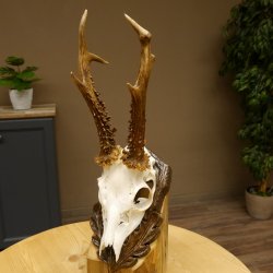 Rehgeweih abnormes Reh Blasenbock 330 g Gehörn Bock Rehgehörn Geweih Schild 609.82