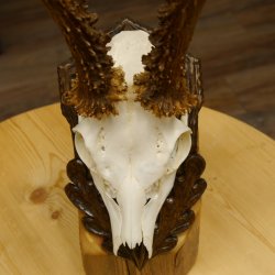 Rehgeweih abnormes Reh Blasenbock 330 g Gehörn Bock Rehgehörn Geweih Schild 609.82