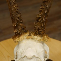 Rehgeweih abnormes Reh Blasenbock 330 g Gehörn Bock Rehgehörn Geweih Schild 609.82