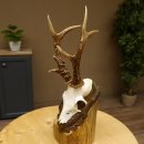 Rehgeweih Reh ungerader 8 ender 325 g Gehörn Bock...