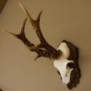 Rehgeweih Reh ungerader 8 ender 325 g Gehörn Bock...