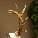 Rehgeweih Reh ungerader 8 ender 325 g Gehörn Bock Rehgehörn Geweih Schild 609.84