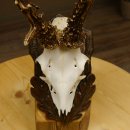 Rehgeweih Reh ungerader 8 ender 325 g Gehörn Bock Rehgehörn Geweih Schild 609.84