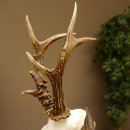 Rehgeweih Reh ungerader 8 ender 325 g Gehörn Bock Rehgehörn Geweih Schild 609.84