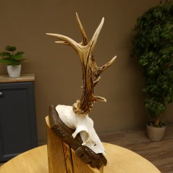 Rehgeweih Reh ungerader 8 ender 325 g Gehörn Bock Rehgehörn Geweih Schild 609.84