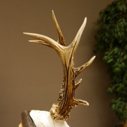 Rehgeweih Reh ungerader 8 ender 325 g Gehörn Bock Rehgehörn Geweih Schild 609.84