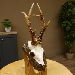 Rehgeweih Reh ungerader 8 ender 325 g Gehörn Bock Rehgehörn Geweih Schild 609.84