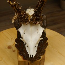 Rehgeweih Reh ungerader 8 ender 325 g Gehörn Bock Rehgehörn Geweih Schild 609.84