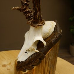 Rehgeweih Reh ungerader 8 ender 325 g Gehörn Bock Rehgehörn Geweih Schild 609.84