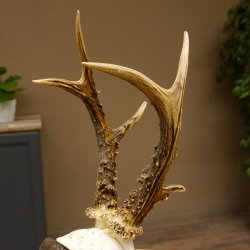 Rehgeweih Reh ungerader 8 ender 325 g Gehörn Bock Rehgehörn Geweih Schild 609.84