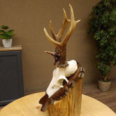 Rehgeweih Reh ungerader 8 ender Gehörn Bock Rehgehörn Geweih Schild 609.85