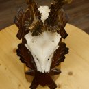 Rehgeweih Reh ungerader 8 ender Gehörn Bock Rehgehörn Geweih Schild 609.85