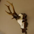 Rehgeweih Reh ungerader 8 ender Gehörn Bock...