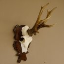 Rehgeweih Reh ungerader 8 ender Gehörn Bock Rehgehörn Geweih Schild 609.85