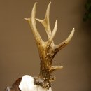 Rehgeweih Reh ungerader 8 ender Gehörn Bock Rehgehörn Geweih Schild 609.85