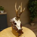 Rehgeweih Reh ungerader 8 ender Gehörn Bock Rehgehörn Geweih Schild 609.85